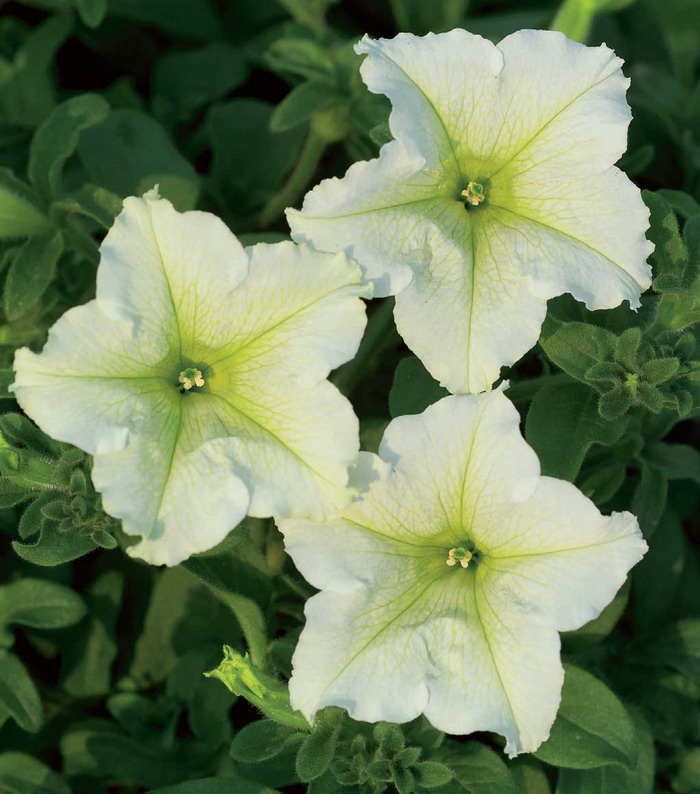 Сурфиния Лайм